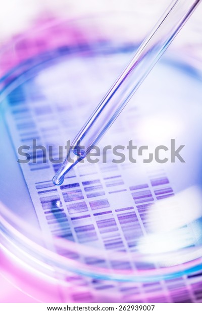 DNA sample being pipetted into petri dish with\
DNA gel in background
