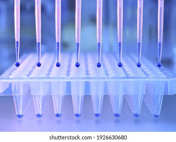 DNA Samples Are Loaded To 96-well Plate For PCR Analysis