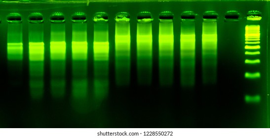 DNA Sequence Gel Close Up. Genetic Research And Biotech Science Concept.