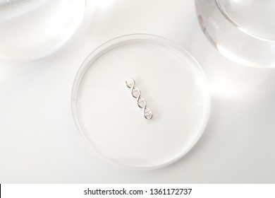 DNA Testing, Lab Experiment And Genetic Research Concept Theme With A Double Helix Molecule In A Petri Dish Isolated On White Background