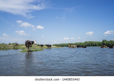Dniester. Ivano-Frankivsk region June 20, 2019; Cows stand neck in water. A tourist is floating on a canoe.