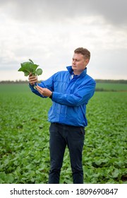 Dnipro, Ukraine, August 2019, Male Biologist Examines The Plant In The Field