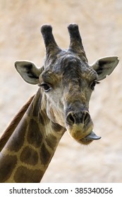 Do Giraffe Tongue Stopper