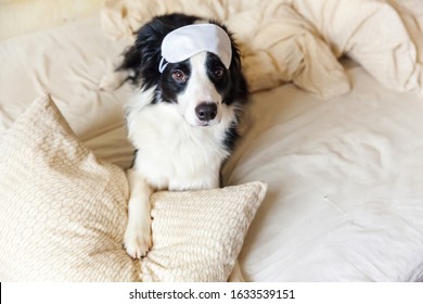 804 Good night sleep puppy Images, Stock Photos & Vectors | Shutterstock