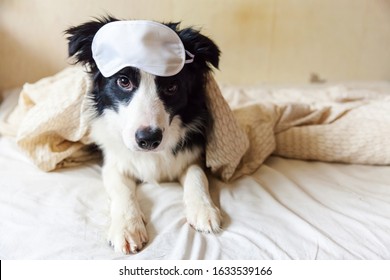 Do not disturb me let me sleep. Funny puppy border collie with sleeping eye mask lay on pillow blanket in bed. Little dog at home lying and sleeping. Rest good night insomnia siesta relaxation concept
