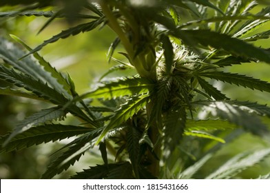 Do Si Dos Flowering Marijuana Plant Outdoor