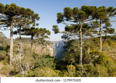 Cambará Do Sul, Rio Grande Do Sul / Brazil - 08/05/2018: Araucarias On The Border Of The Itaimbezinho Canyon, - Aparados Da Serra National Park - Serra Gaúcha