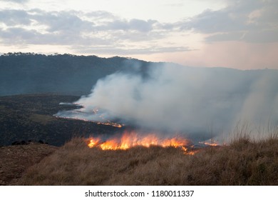 Cambará Do Sul, Rio Grande Do Sul / Brazil - 08/02/2015: Use Of Forest Fires For Cattle Grazing During The Dry Season In The Region Of The Aparados Da Serra National Park In The Serra Gaúcha