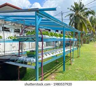 Do It Yourself (DIY) Aqua Farming Of Hydroponic Farming To Grow Vegetables In Malaysia. Repurposed Bunk Bed Frame For The Structure. Seen Here, Pak Choy Is Being Farmed.