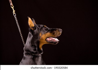 Doberman