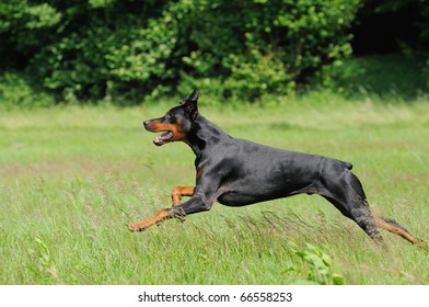 2,276 Doberman running Images, Stock Photos & Vectors | Shutterstock