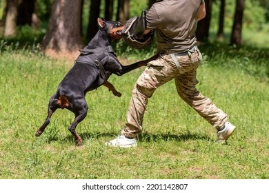 Doberman attacking dog handler during aggression training. High quality photo