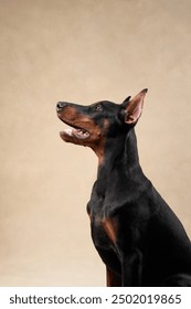 A Doberman captured mid-motion, showcasing a dynamic posture and intense focus. Its lean muscles and poised stance emphasize its agility and readiness.