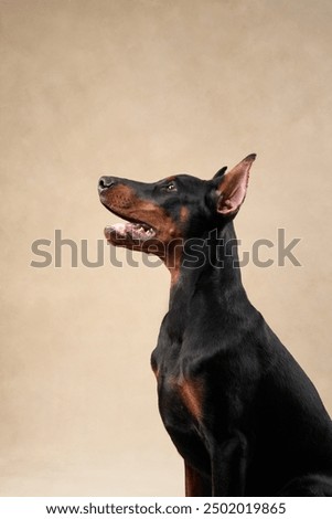 A Doberman captured mid-motion, showcasing a dynamic posture and intense focus. Its lean muscles and poised stance emphasize its agility and readiness.