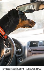 Doberman In The Car. The Dog Is Sitting In The Car