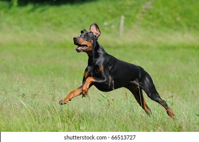 Doberman  Dobermann