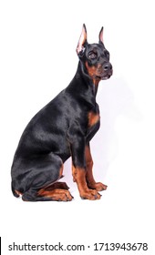 Doberman Dobermann Puppy White Black Pretty Strong Dog