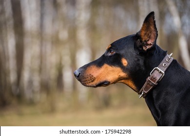 Doberman Dog