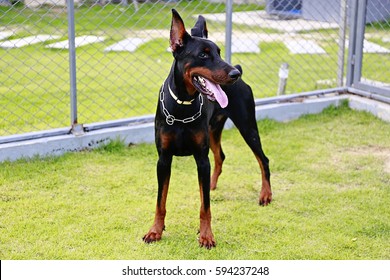 Doberman Dog - Shutterstock ID 594237248