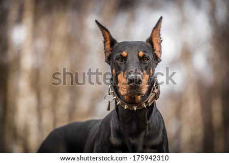 doberman dog