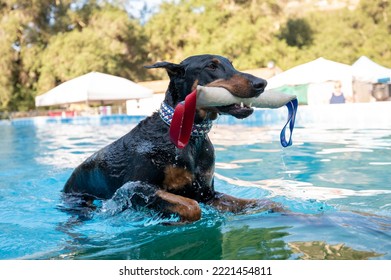 Doberman Dog In Bling Collar Getting Out Of A Pool With His Toy