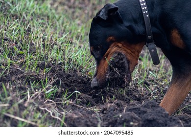 Doberman Dog Digs Its Paws And Rips Teeth Pieces Of Soil In Search Of A Rodent Or Ground Squirrel