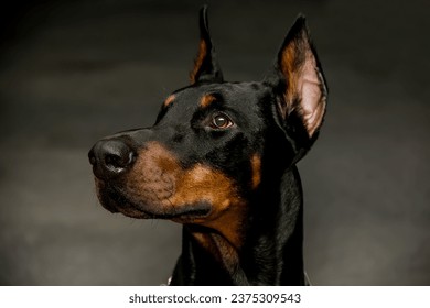 Doberman dog with an expressive look. close-up - Powered by Shutterstock