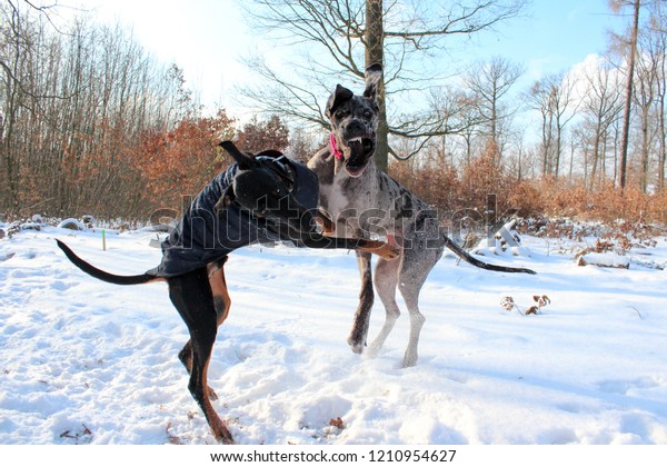 63+ Doberman Dane