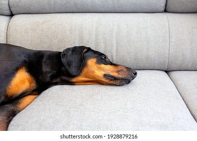 Doberman Dog Lying On Grey Couch