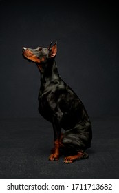 Doberman Dog On A Black Background