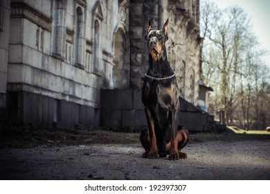 Security Guard With Dog Images Stock Photos Vectors Shutterstock