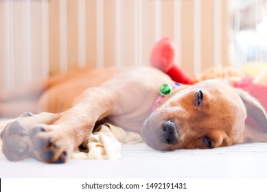 Doberman Dog Puppy Sleeping In Cage