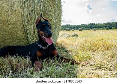 Doberman Dog Sits On The Field In The Shade.