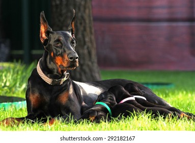 Doberman Dogs Family On The Grass