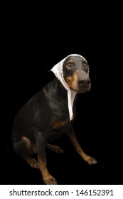 13 Doberman wearing bandana Images, Stock Photos & Vectors | Shutterstock