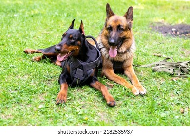 2,946 Doberman outside Images, Stock Photos & Vectors | Shutterstock