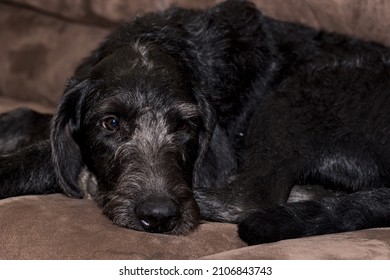 Doberman Golden Doodle Mix Sitting On Couch 