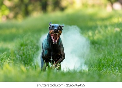 doberman in holi colors with a cheerful muzzle runs through the park