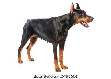 Doberman Isolated On White Background