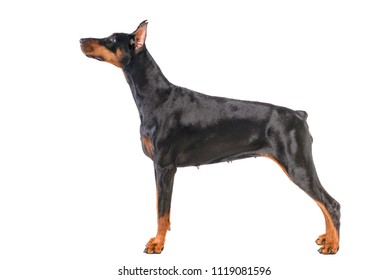 Doberman Isolated On White Background