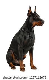 Doberman Isolated On White Background