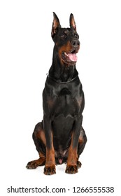 Doberman Isolated On White Background