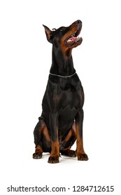 Doberman Isolated On White Background