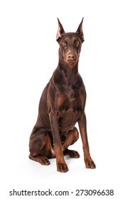 Doberman isolated on a white background