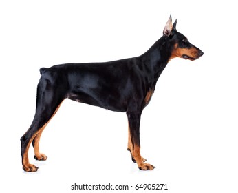 Doberman Isolated On White Background