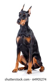 Doberman Isolated On White Background