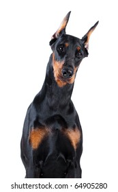 Doberman Isolated On White Background