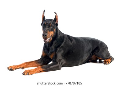 Doberman Isolated On White Background