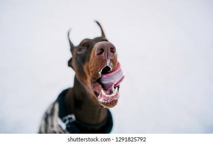 Doberman Licked Dog Portrait Stock Photo 1291825792 | Shutterstock