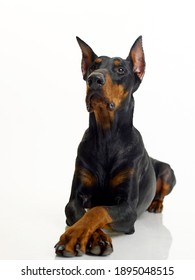 Doberman is lying on a white background